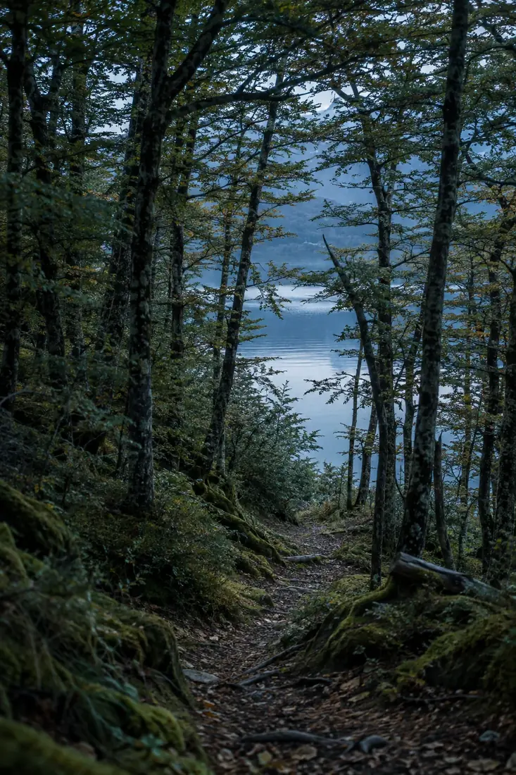 A forest path through southern beech trees toward the water